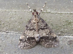 Dolicharthria bruguieralis