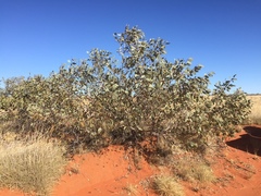 Eucalyptus pachyphylla