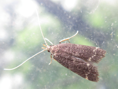 Halolaguna sublaxata