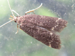 Halolaguna sublaxata