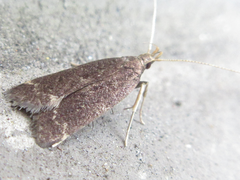 Halolaguna sublaxata