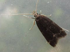 Halolaguna sublaxata