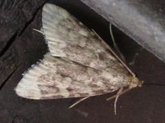 Aglossa dimidiatus