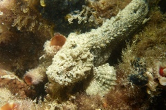 Paraploactis intonsa