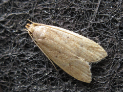 Brachmia modicella