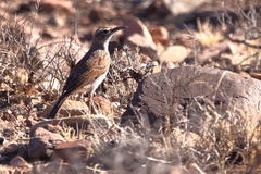 Certhilauda subcoronata