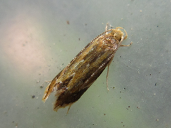 Dryadaula epischista