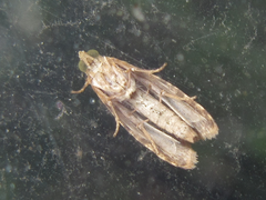 Lobesia yasudai