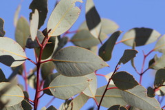 Eucalyptus pachyphylla