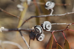 Eucalyptus pachyphylla