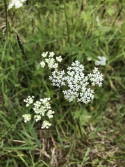 Ligusticum scothicum
