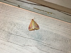 Ostrinia palustralis