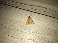 Ostrinia palustralis