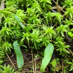 Platanthera clavellata