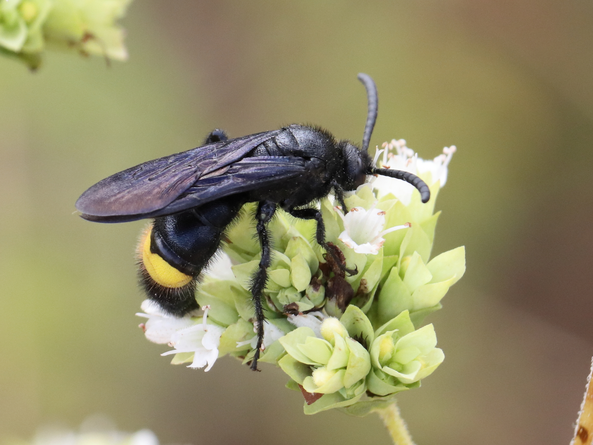 Scoliid wasp (Scolia hirta, Scolia hirta ssp. unifasciata, Scolia