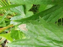 Phytomyza astrantiae