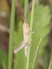 Euchorthippus elegantulus