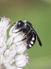 Andrena albopunctata