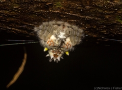 Ordgarius magnificus