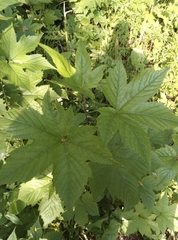 Filipendula camtschatica