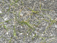 Zoysia minima