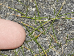 Zoysia minima