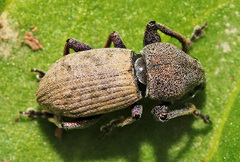 Leptomias schoenherri