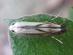 Polyhymno pontifera