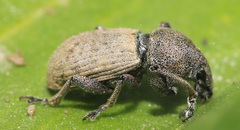 Leptomias schoenherri