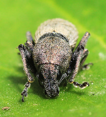 Leptomias schoenherri