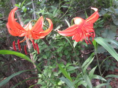 Lilium amabile