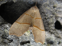 Gonepatica opalina