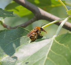 Eucera pollinosa