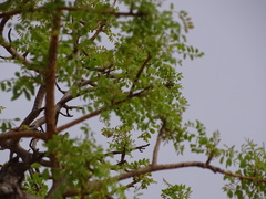 Sclerocarya birrea caffra