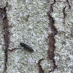 Isorhipis melasoides