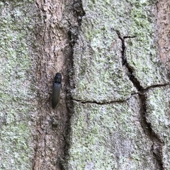 Isorhipis melasoides