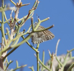 Theclinesthes miskini