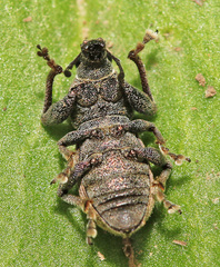 Leptomias schoenherri