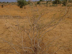 Combretum nigricans