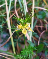 Nigella ciliaris