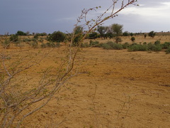Combretum nigricans