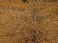Combretum nigricans