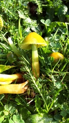 Gliophorus psittacinus