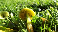 Gliophorus psittacinus