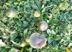 Gliophorus psittacinus