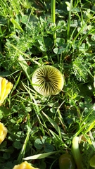 Gliophorus psittacinus