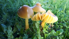 Gliophorus psittacinus