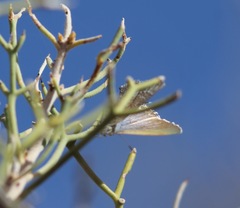 Theclinesthes miskini