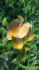 Gliophorus psittacinus