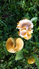 Gliophorus psittacinus